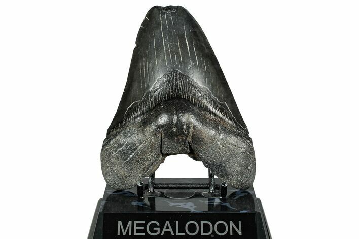 Fossil Megalodon Tooth - South Carolina #328768